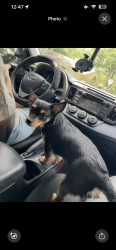 Lost Female Dog last seen Off spruce st, Amarillo, TX 79103