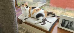 Lost Female Cat last seen Beacon Road, West Yorkshire, England 