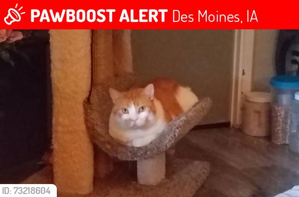 Lost Male Cat last seen 62nd st and Urbandale st, Des Moines, IA 50322