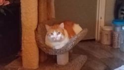Lost Male Cat last seen 62nd st and Urbandale st, Des Moines, IA 50322