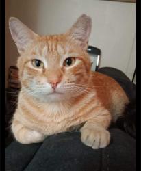 Lost Male Cat last seen Bronco, San Antonio, TX 78227