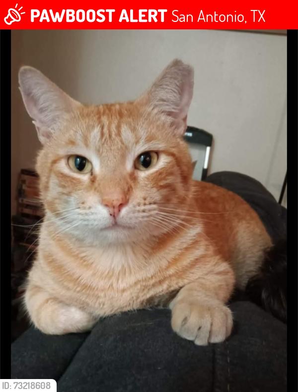 Lost Male Cat last seen Bronco, San Antonio, TX 78227