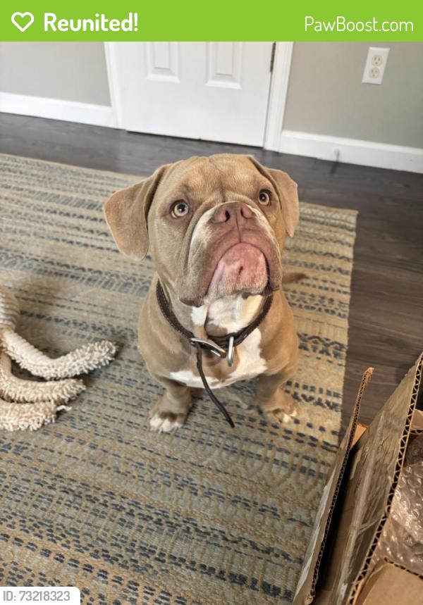 Reunited Female Dog last seen Wolff and midway, Broomfield, CO 80020