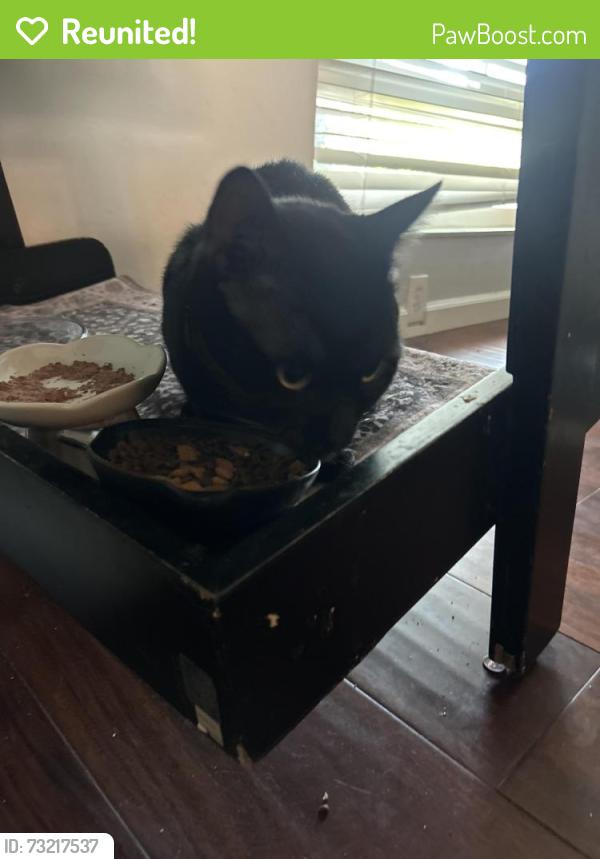 Reunited Male Cat last seen Near Oliva dr, Novato, CA 94947