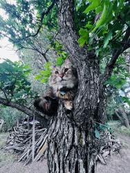 Lost Female Cat last seen Palo Pkwy, Iris, 28th, Boulder, CO 80301