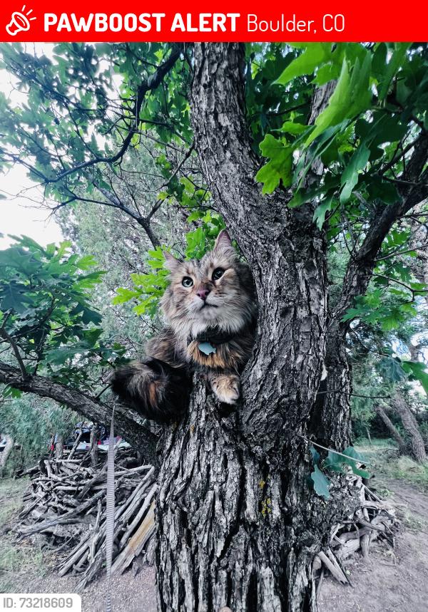 Lost Female Cat last seen Palo Pkwy, Iris, 28th, Boulder, CO 80301
