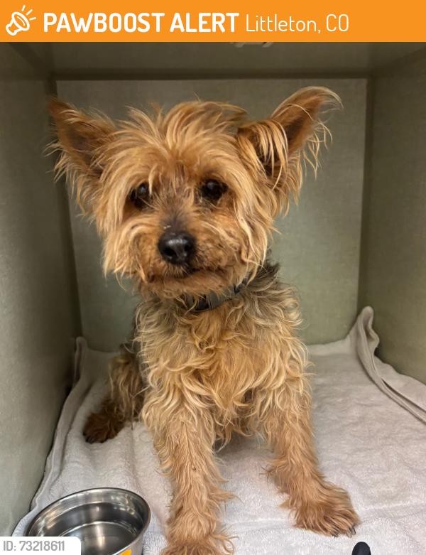Found/Stray Male Dog last seen Holly Street, Littleton, CO 80122