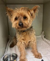 Found/Stray Male Dog last seen Holly Street, Littleton, CO 80122