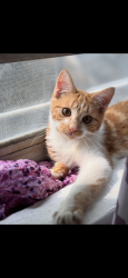 Lost Male Cat last seen Near Utica college/ Wesley Ave, Utica, NY 13502