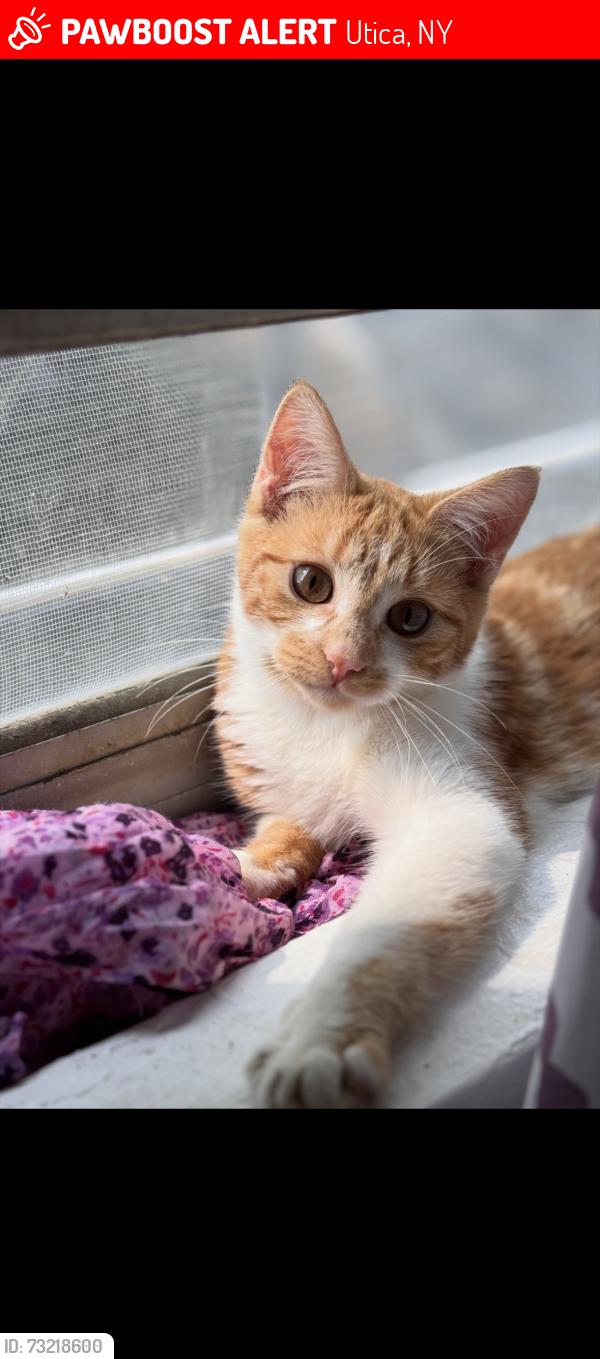 Lost Male Cat last seen Near Utica college/ Wesley Ave, Utica, NY 13502
