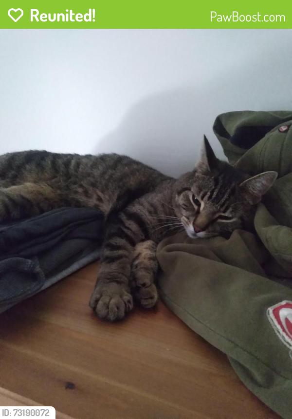 Reunited Male Cat last seen Pascale Poirier Street, rue Donald - at the beginning of the walking trail, Shédiac, NB E4P 1V6