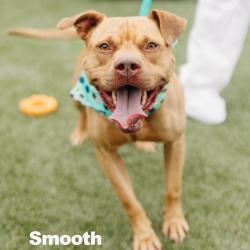 Shelter Stray Male Dog last seen , Animal Care & Control Team of Philly, 111 W Hunting Park Ave, Philadelphia, PA 19140, USA