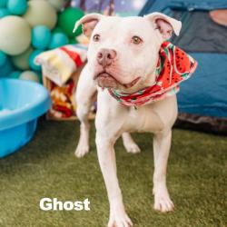 Shelter Stray Male Dog last seen , Animal Care & Control Team of Philly, 111 W Hunting Park Ave, Philadelphia, PA 19140, USA