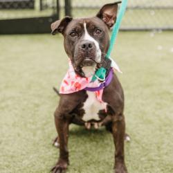 Shelter Stray Female Dog last seen , Animal Care & Control Team of Philly, 111 W Hunting Park Ave, Philadelphia, PA 19140, USA