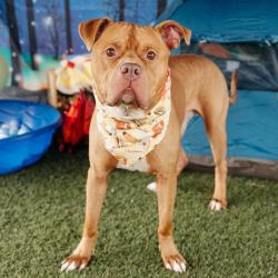 Shelter Stray Male Dog last seen , Animal Care & Control Team of Philly, 111 W Hunting Park Ave, Philadelphia, PA 19140, USA