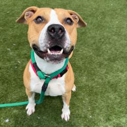 Shelter Stray Male Dog last seen , Animal Care & Control Team of Philly, 111 W Hunting Park Ave, Philadelphia, PA 19140, USA