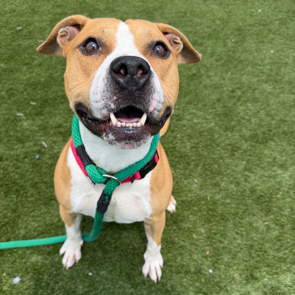 Shelter Stray Male Dog last seen , Animal Care & Control Team of Philly, 111 W Hunting Park Ave, Philadelphia, PA 19140, USA
