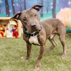 Shelter Stray Male Dog last seen , Animal Care & Control Team of Philly, 111 W Hunting Park Ave, Philadelphia, PA 19140, USA