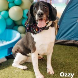 Shelter Stray Male Dog last seen , Animal Care & Control Team of Philly, 111 W Hunting Park Ave, Philadelphia, PA 19140, USA