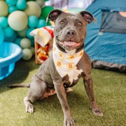 Shelter Stray Female Dog last seen , Animal Care & Control Team of Philly, 111 W Hunting Park Ave, Philadelphia, PA 19140, USA