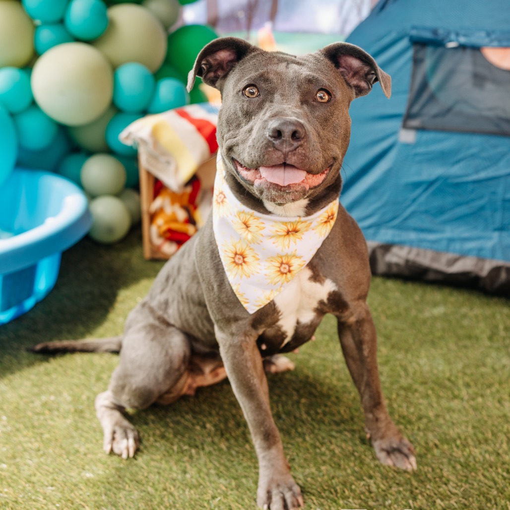 Shelter Stray Female Dog last seen , Animal Care & Control Team of Philly, 111 W Hunting Park Ave, Philadelphia, PA 19140, USA