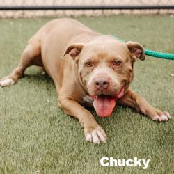 Shelter Stray Male Dog last seen , Animal Care & Control Team of Philly, 111 W Hunting Park Ave, Philadelphia, PA 19140, USA