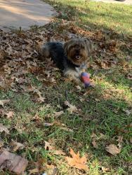 Lost Male Dog last seen Near E 74th Street, Tulsa, OK 74133
