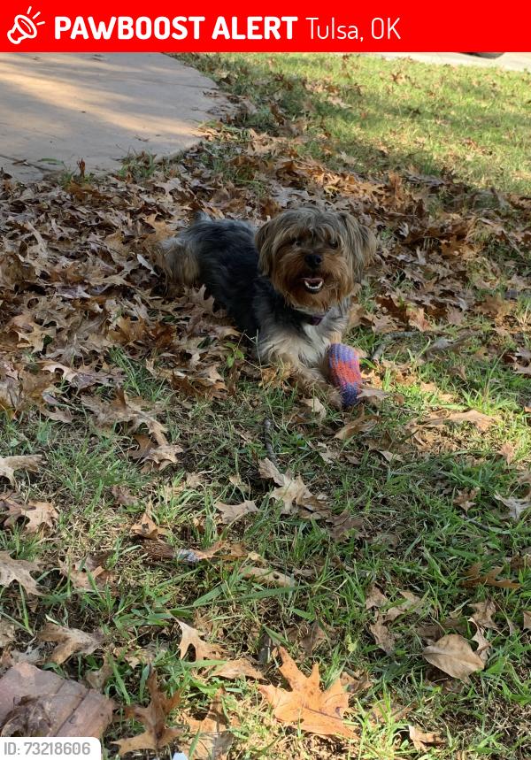 Lost Male Dog last seen Near E 74th Street, Tulsa, OK 74133