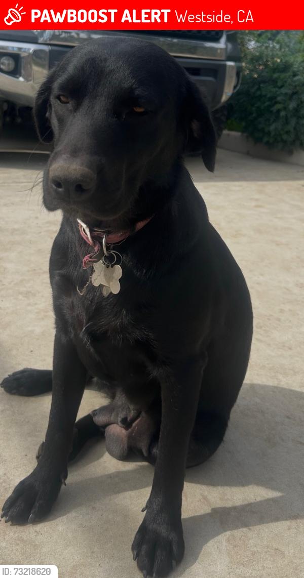 Lost Female Dog last seen Cornelia and shields, Westside, CA 93722