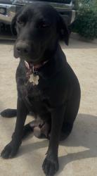 Lost Female Dog last seen Cornelia and shields, Westside, CA 93722