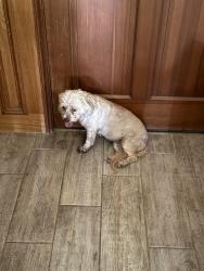 Found/Stray Female Dog last seen Freddy gonzalez & Jackson, Edinburg, TX 78539