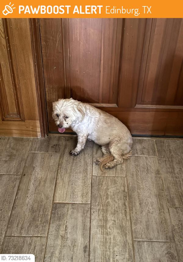 Found/Stray Female Dog last seen Freddy gonzalez & Jackson, Edinburg, TX 78539