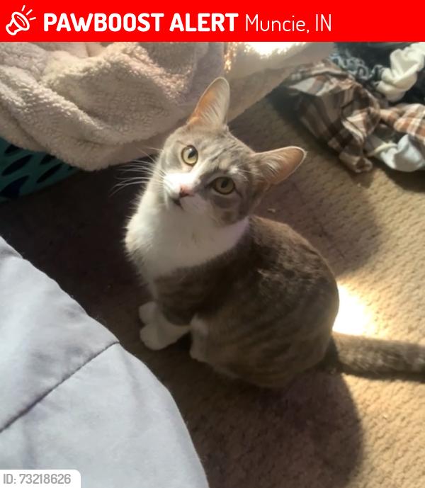 Lost Female Cat last seen Jail, Muncie, IN 47302