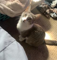 Lost Female Cat last seen Jail, Muncie, IN 47302
