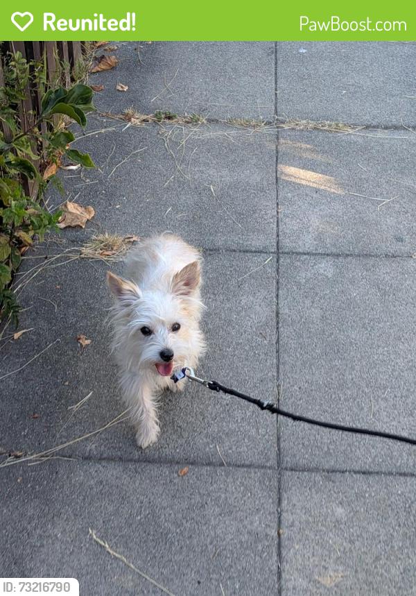 Reunited Male Dog last seen Amherst ave and Arlington Ave, Kensington, CA 94707