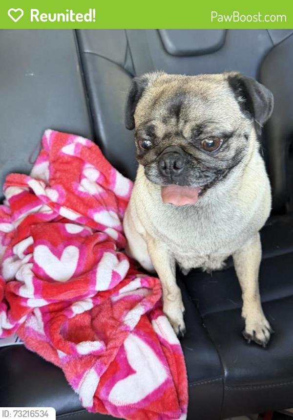 Reunited Female Dog last seen 65th west and L-11, Lancaster, CA 93536