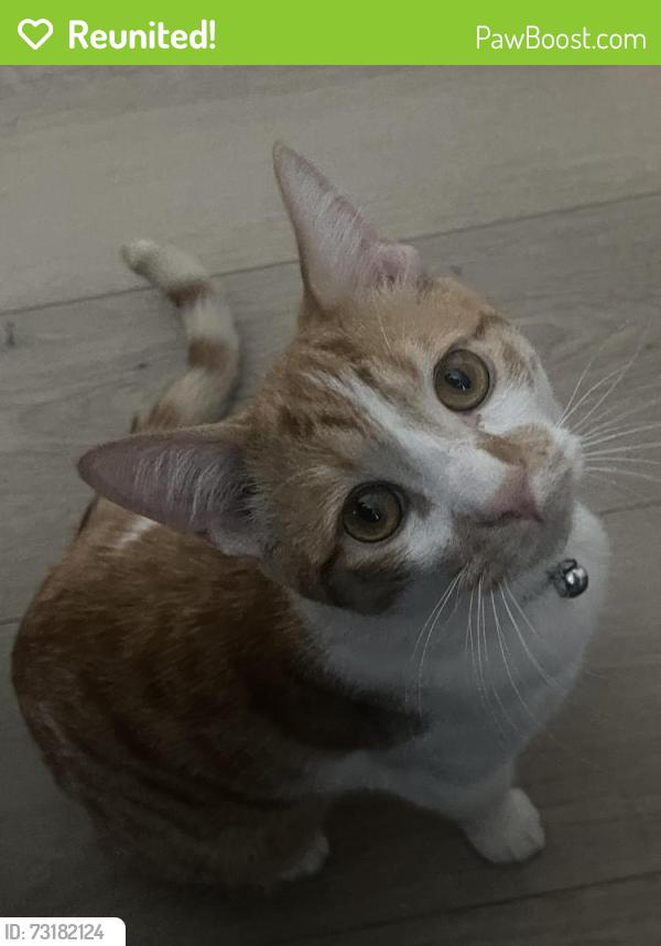 Reunited Male Cat last seen Cedar ave and W Ave J7, Lancaster, CA 93534