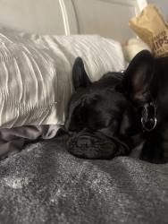 Lost Male Dog last seen Riverton av, Keswick, Cleon Av, Los Angeles, CA 91352
