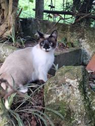 Lost Female Cat last seen Divisa de Itapecerica, Itapecerica da Serra, SP 