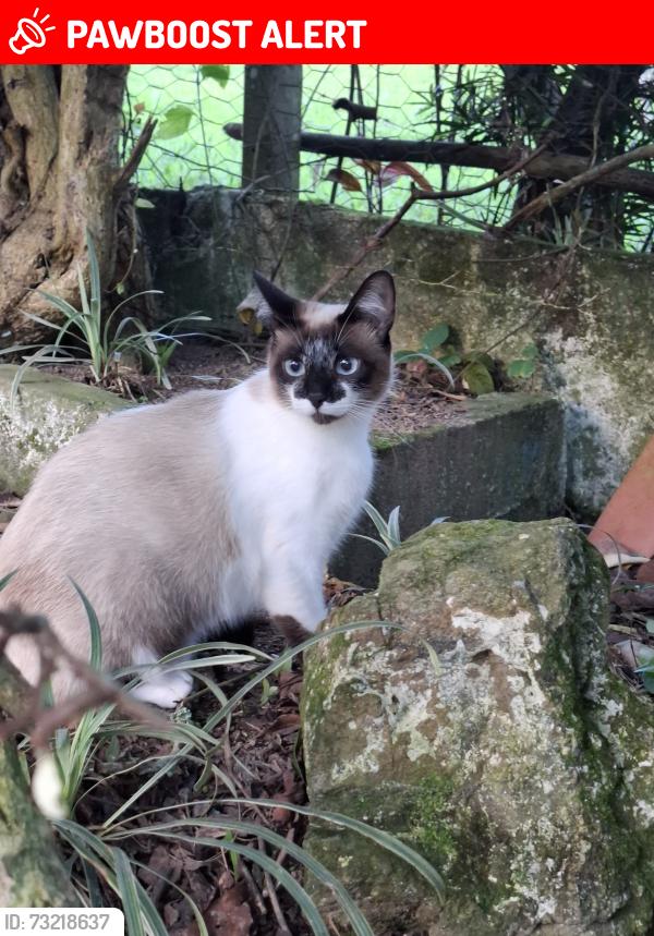 Lost Female Cat last seen Divisa de Itapecerica, Itapecerica da Serra, SP 