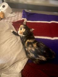 Lost Female Cat last seen Alaska Ave, Fairfield, CA 94533