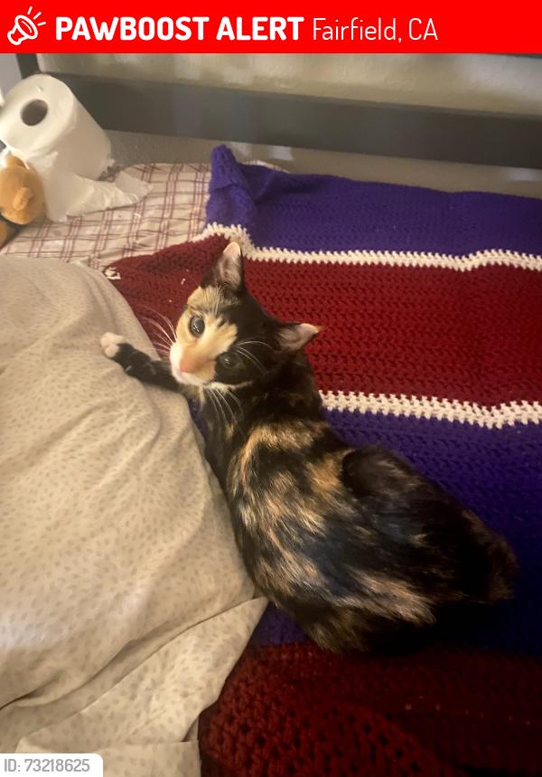 Lost Female Cat last seen Alaska Ave, Fairfield, CA 94533