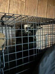 Found/Stray Unknown Cat last seen Green ravine, Lincoln, CA 95648