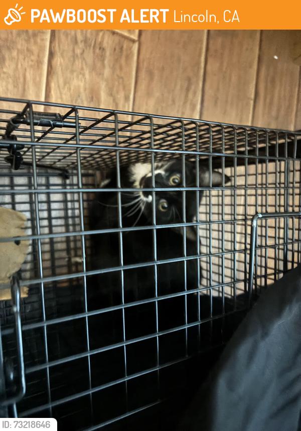 Found/Stray Unknown Cat last seen Green ravine, Lincoln, CA 95648
