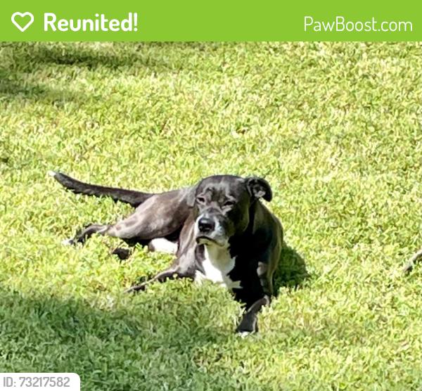 Reunited Male Dog last seen Kings grant rd, Virginia Beach, VA 23452
