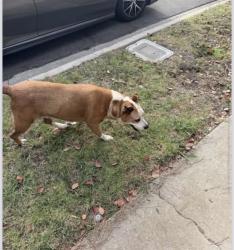 Reunited Male Dog last seen Ashwood and marco, Los Angeles, CA 90066