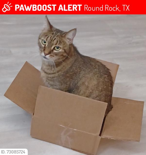 Lost Female Cat last seen Windy Park Drive and Breezy Ct., Round Rock, TX 78664