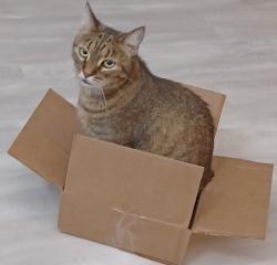 Lost Female Cat last seen Windy Park Drive and Breezy Ct., Round Rock, TX 78664
