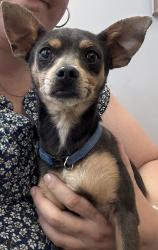Found/Stray Male Dog last seen 120th ST E AND AVE H, Los Angeles County, CA 93535