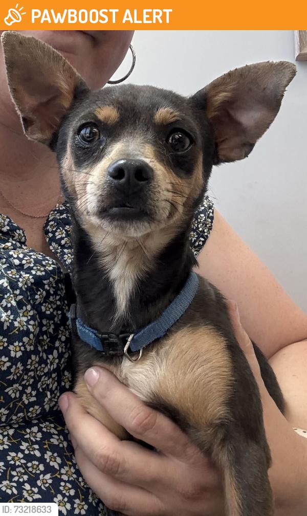Found/Stray Male Dog last seen 120th ST E AND AVE H, Los Angeles County, CA 93535